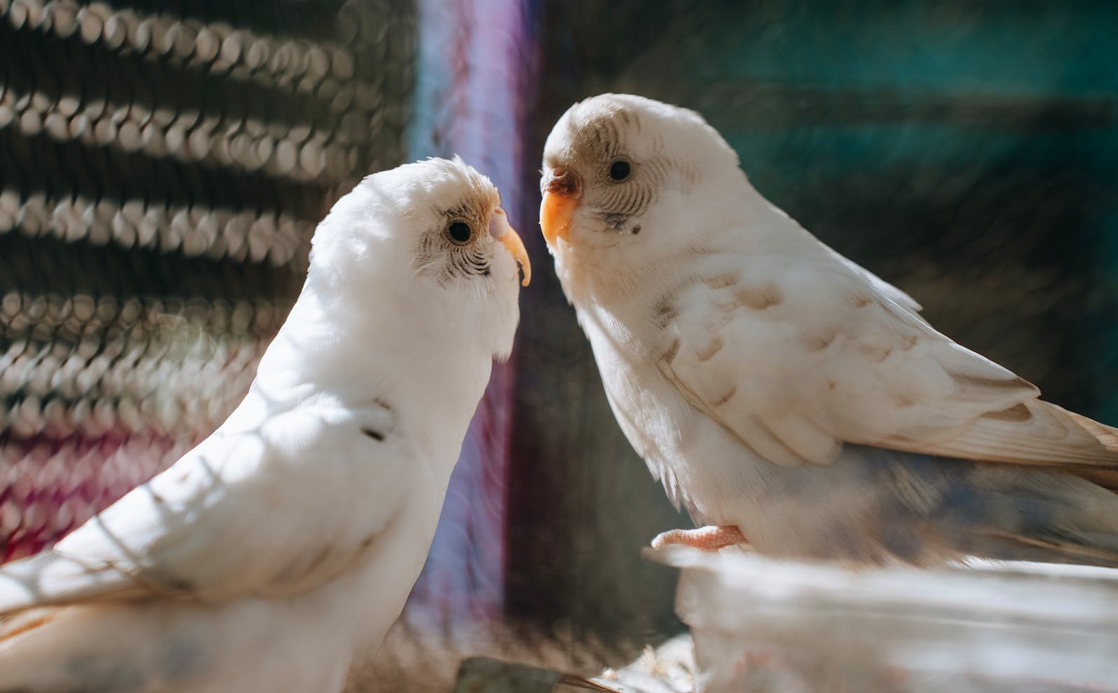 A captivating image of two white parakeets engaging with each other.
