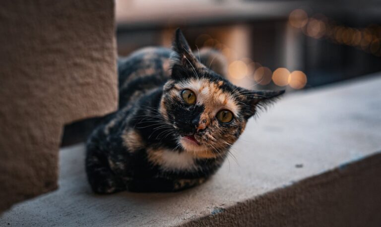 A cute calico cat relaxing on an outdoor patio during sunset in Thailand.