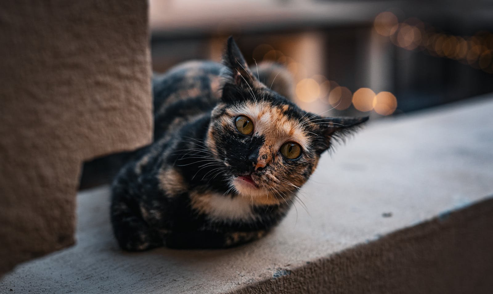 A cute calico cat relaxing on an outdoor patio during sunset in Thailand.