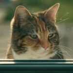 Free stock photo of 35mm film, adorable cat, adorable feline