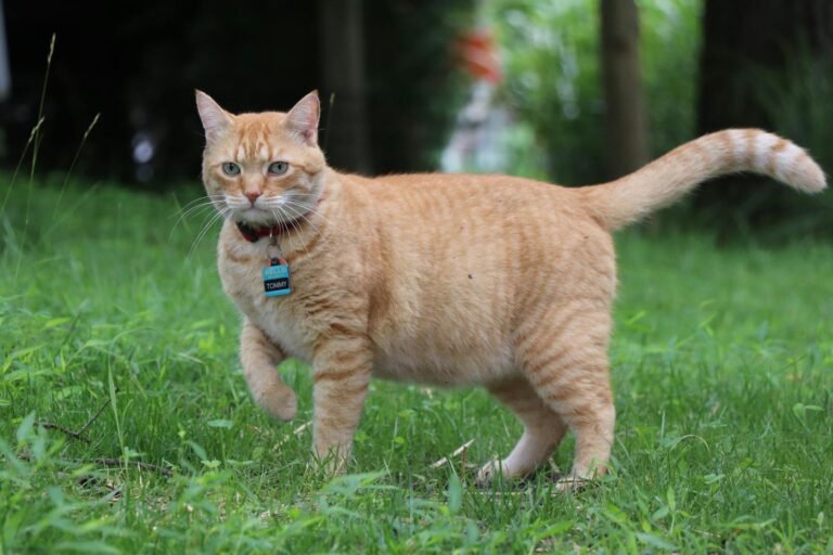 These 12 Cat Breeds Handle Change Surprisingly Well