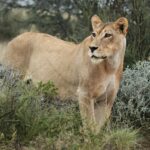 African lion, Panthera leo at Kgalagadi Transfrontier Park, Northern Cape, South Africa