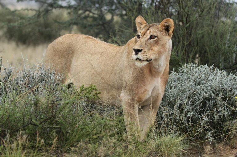African lion, Panthera leo at Kgalagadi Transfrontier Park, Northern Cape, South Africa
