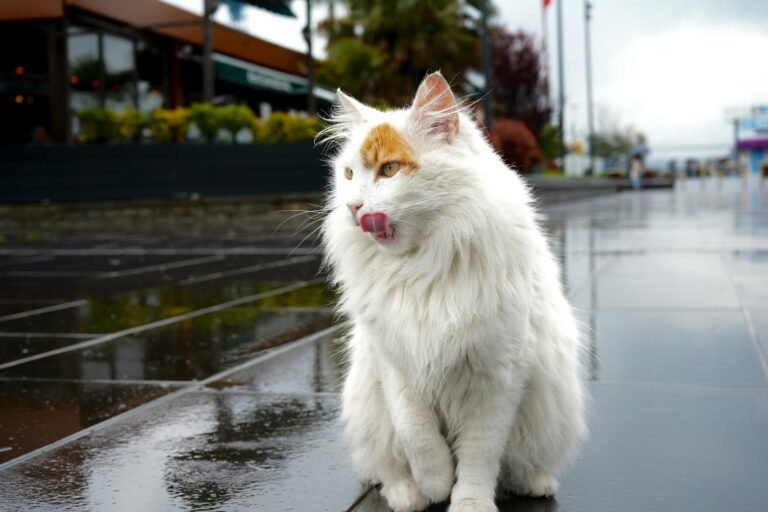 White Turkish cat licking lips on wet street in Istanbul, Türkiye.