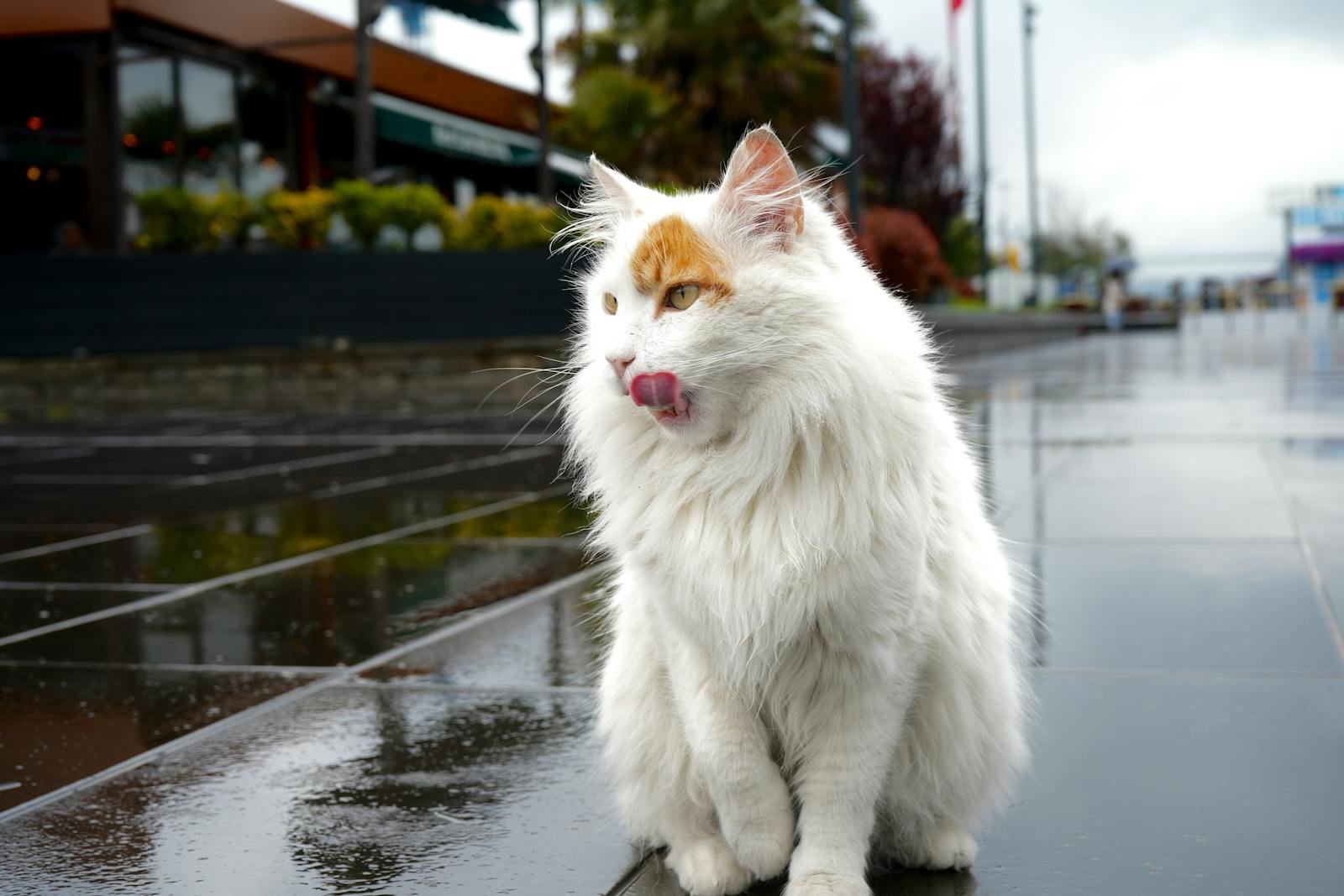 White Turkish cat licking lips on wet street in Istanbul, Türkiye.