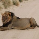 African lion, Panthera leo at Kgalagadi Transfrontier Park, Northern Cape, South Africa