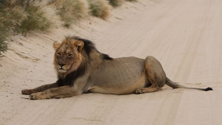 African lion, Panthera leo at Kgalagadi Transfrontier Park, Northern Cape, South Africa
