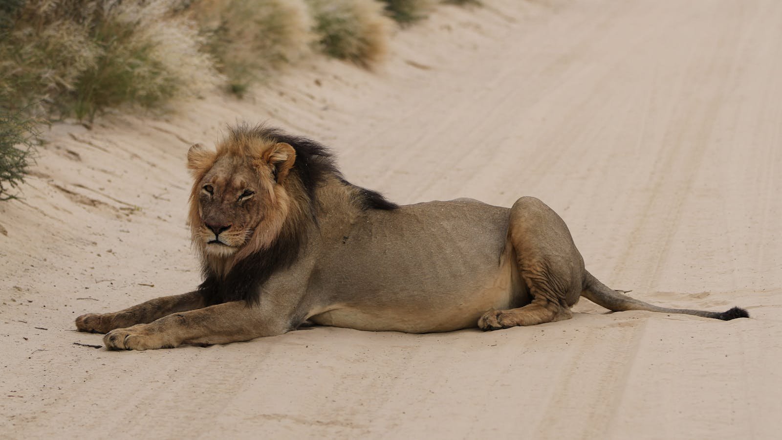 African lion, Panthera leo at Kgalagadi Transfrontier Park, Northern Cape, South Africa