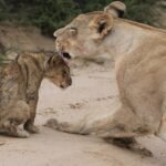 African lion, Panthera leo at Kgalagadi Transfrontier Park, Northern Cape, South Africa