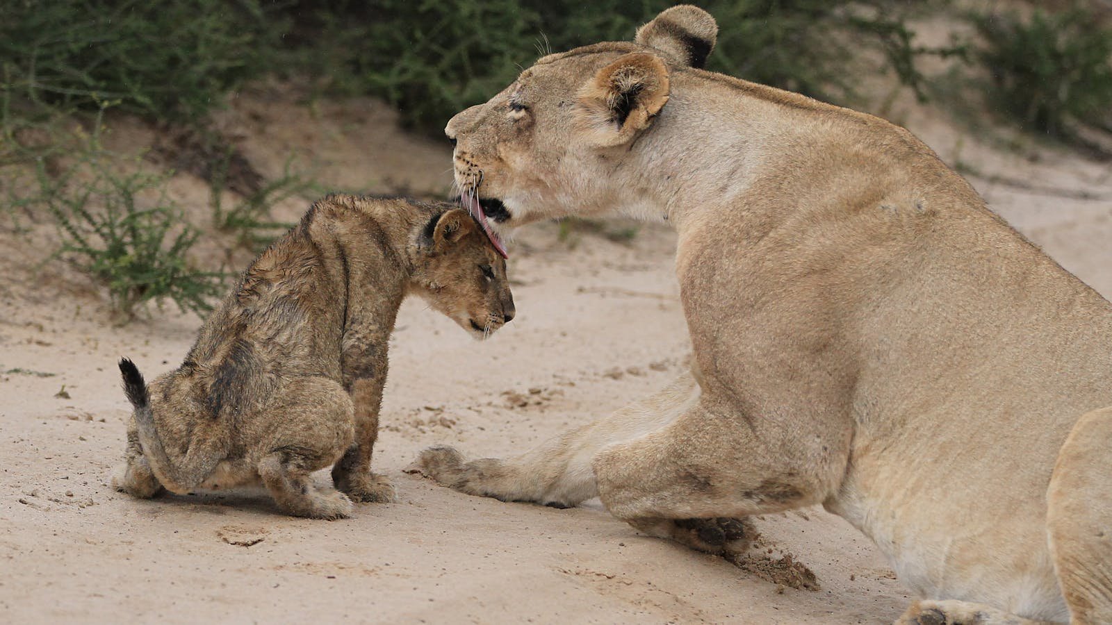 African lion, Panthera leo at Kgalagadi Transfrontier Park, Northern Cape, South Africa