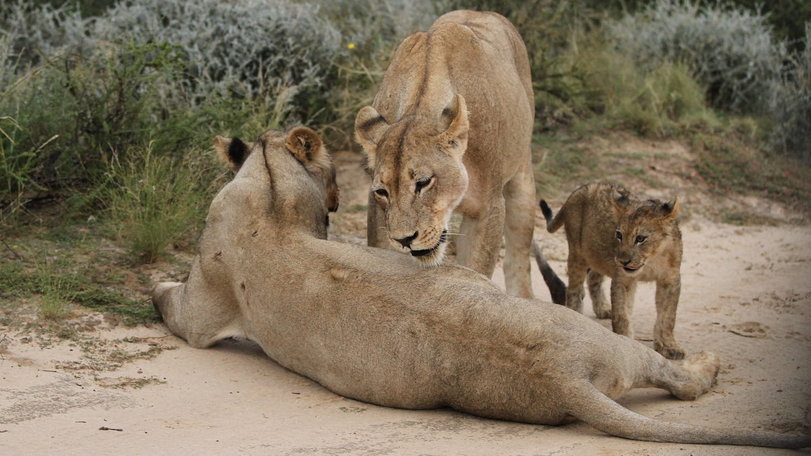 African lion, Panthera leo at Kgalagadi Transfrontier Park, Northern Cape, South Africa