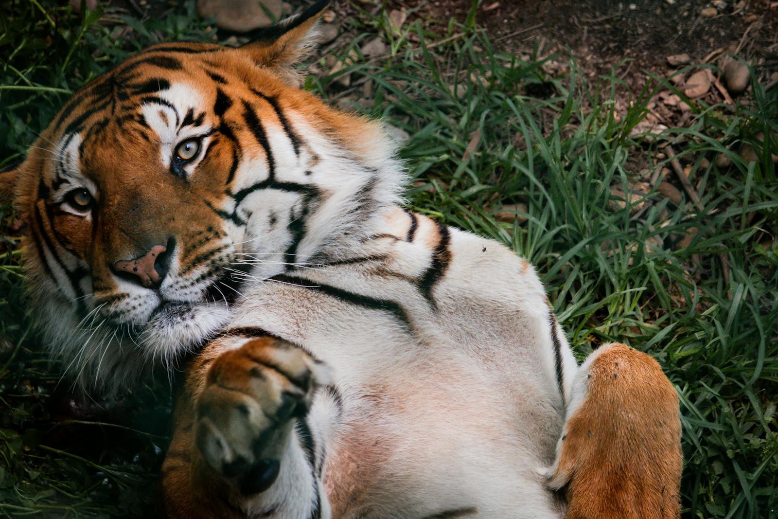cute tiger