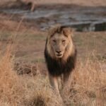 A powerful lion strides through the dry grasslands of the African savannah, exuding strength and grace.