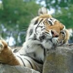 A Bengal tiger lounging on a rock with a calm expression, surrounded by greenery in a natural setting.