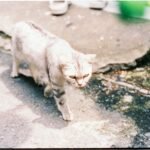 A pampas cat is walking on street