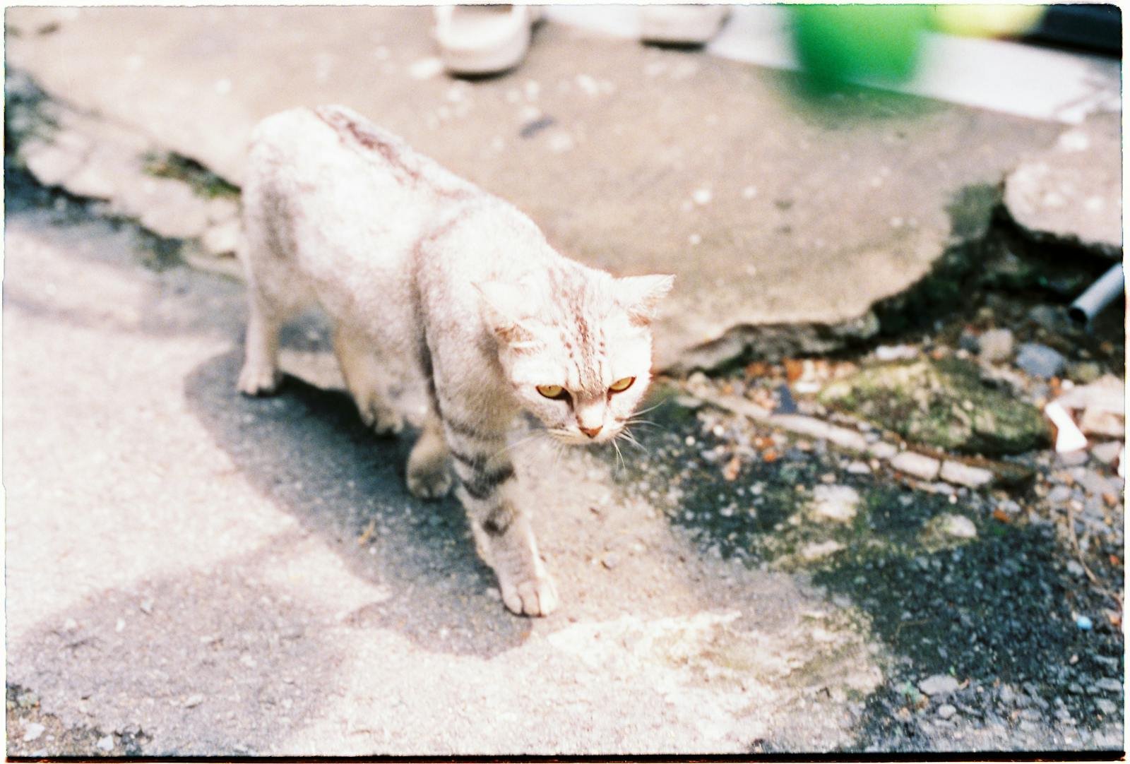 A pampas cat is walking on street