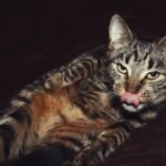 Cute tabby cat licking its nose while lounging on a dark blanket indoors, showcasing its playful side.