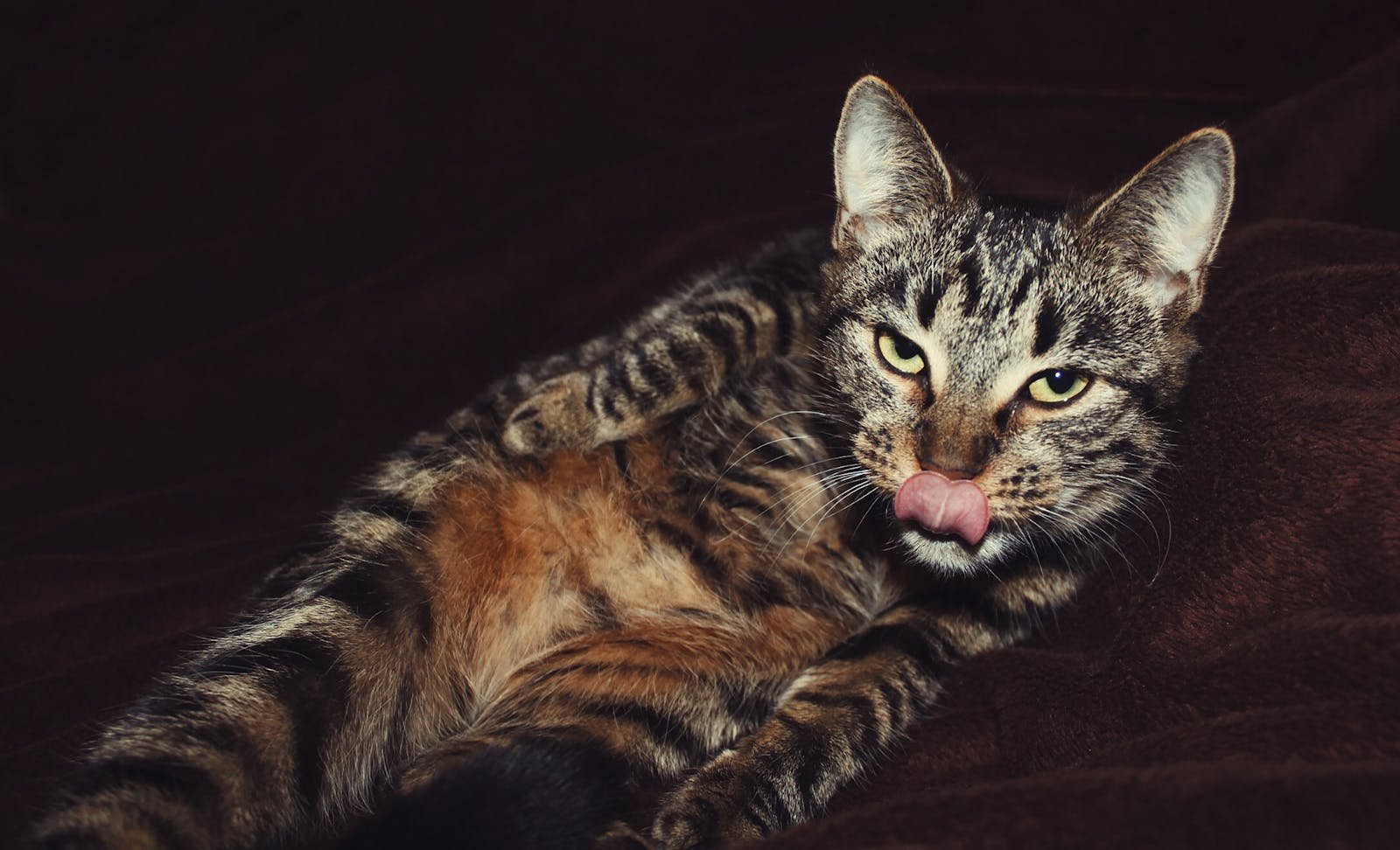 Cute tabby cat licking its nose while lounging on a dark blanket indoors, showcasing its playful side.