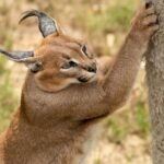 Close-up of a caracal climbing a tree, captured in the wilds of South Africa.