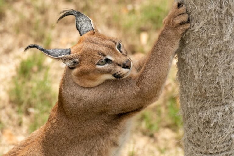 Close-up of a caracal climbing a tree, captured in the wilds of South Africa.