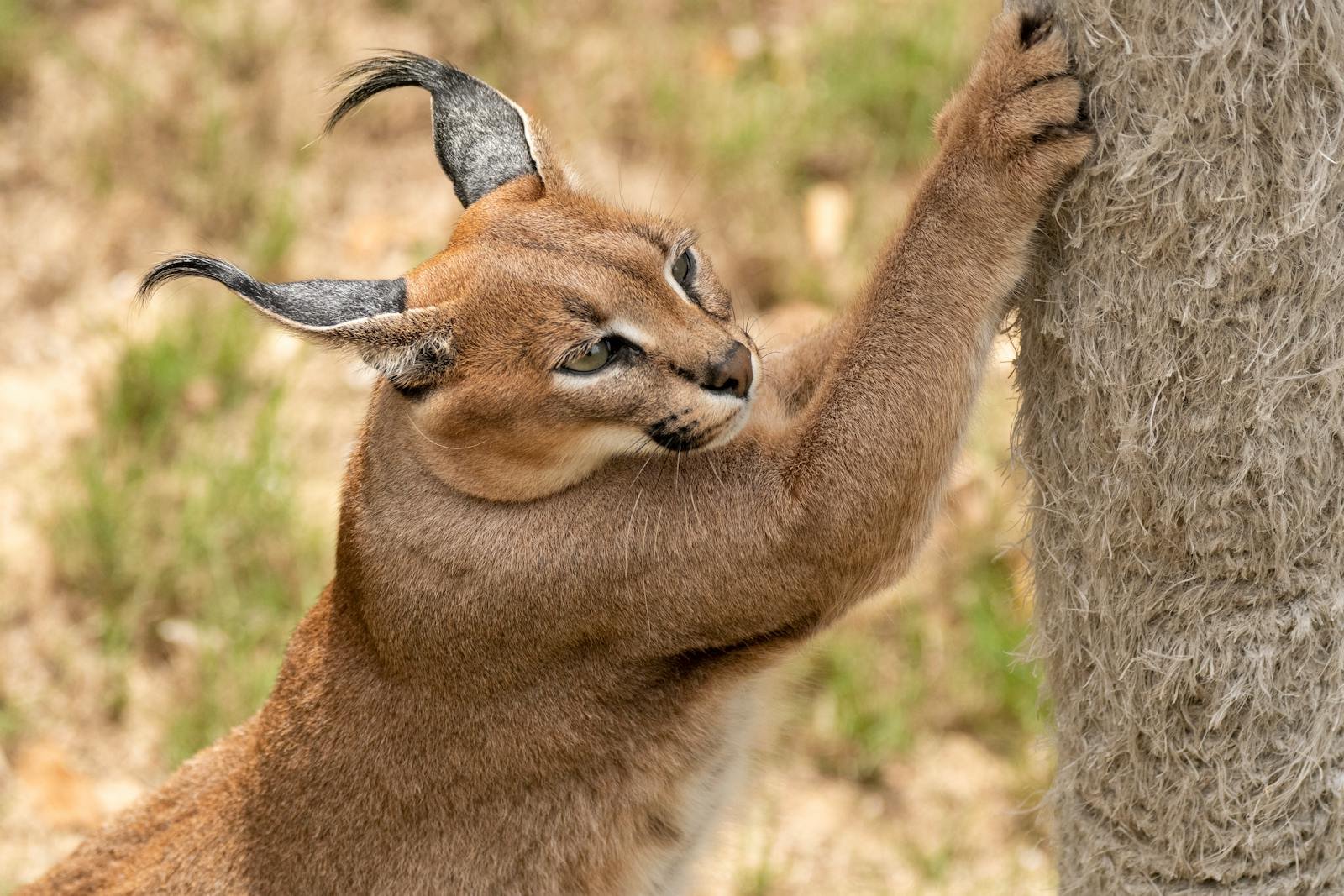Close-up of a caracal climbing a tree, captured in the wilds of South Africa.