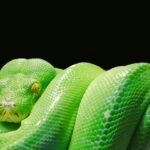 Close-up of a vibrant green tree python (Morelia viridis) coiled on a branch against a black background.