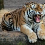 A powerful tiger shows its dominance with a fierce roar in the wild.