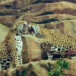 two leopard on brown rock