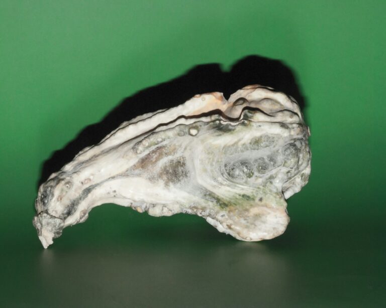 a close up of a rock on a green background