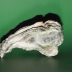 a close up of a rock on a green background