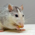 Adorable rat nibbling food, showcasing whiskers and fur detail.