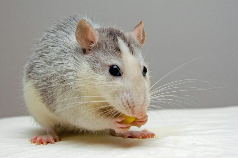 Adorable rat nibbling food, showcasing whiskers and fur detail.