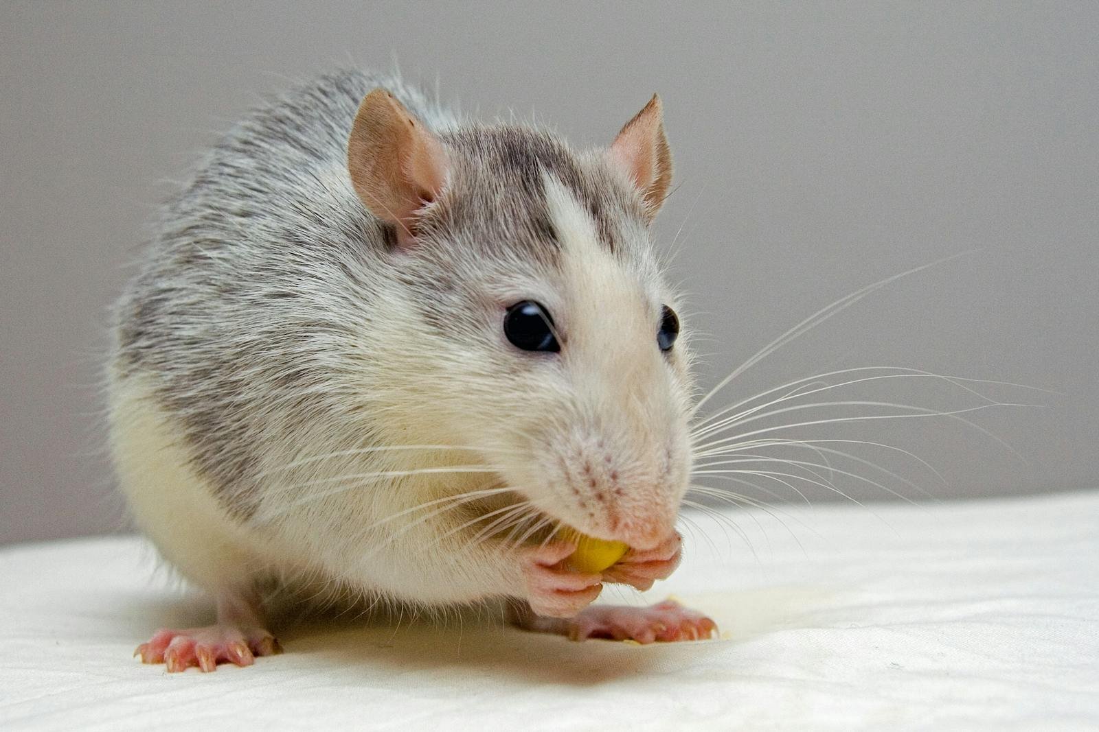 Adorable rat nibbling food, showcasing whiskers and fur detail.