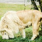 A captivating close-up of a white lion in a natural setting in Hamilton, Canada.
