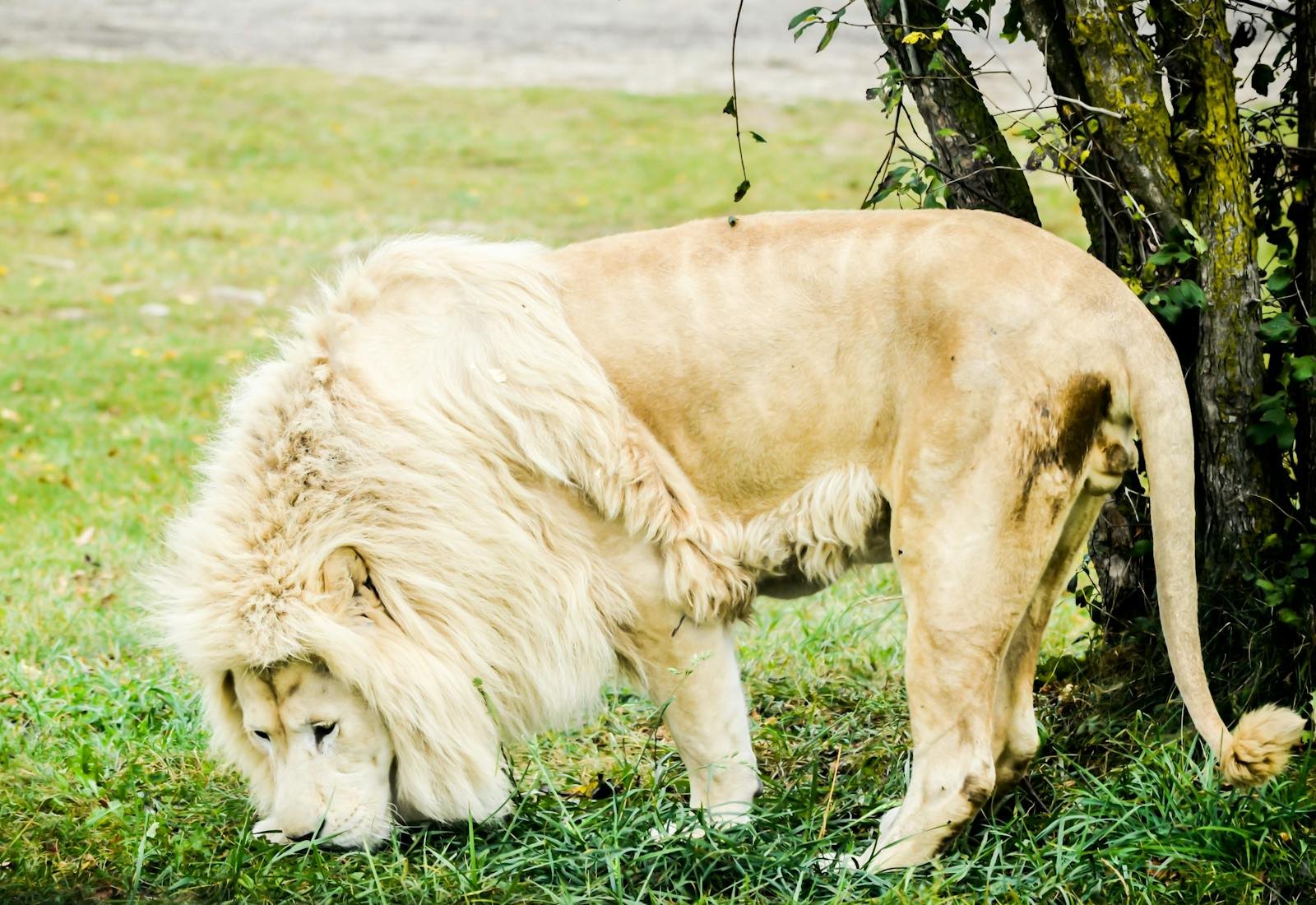 A captivating close-up of a white lion in a natural setting in Hamilton, Canada.