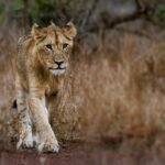 Captivating portrait of a young lioness roaming the African wilderness.