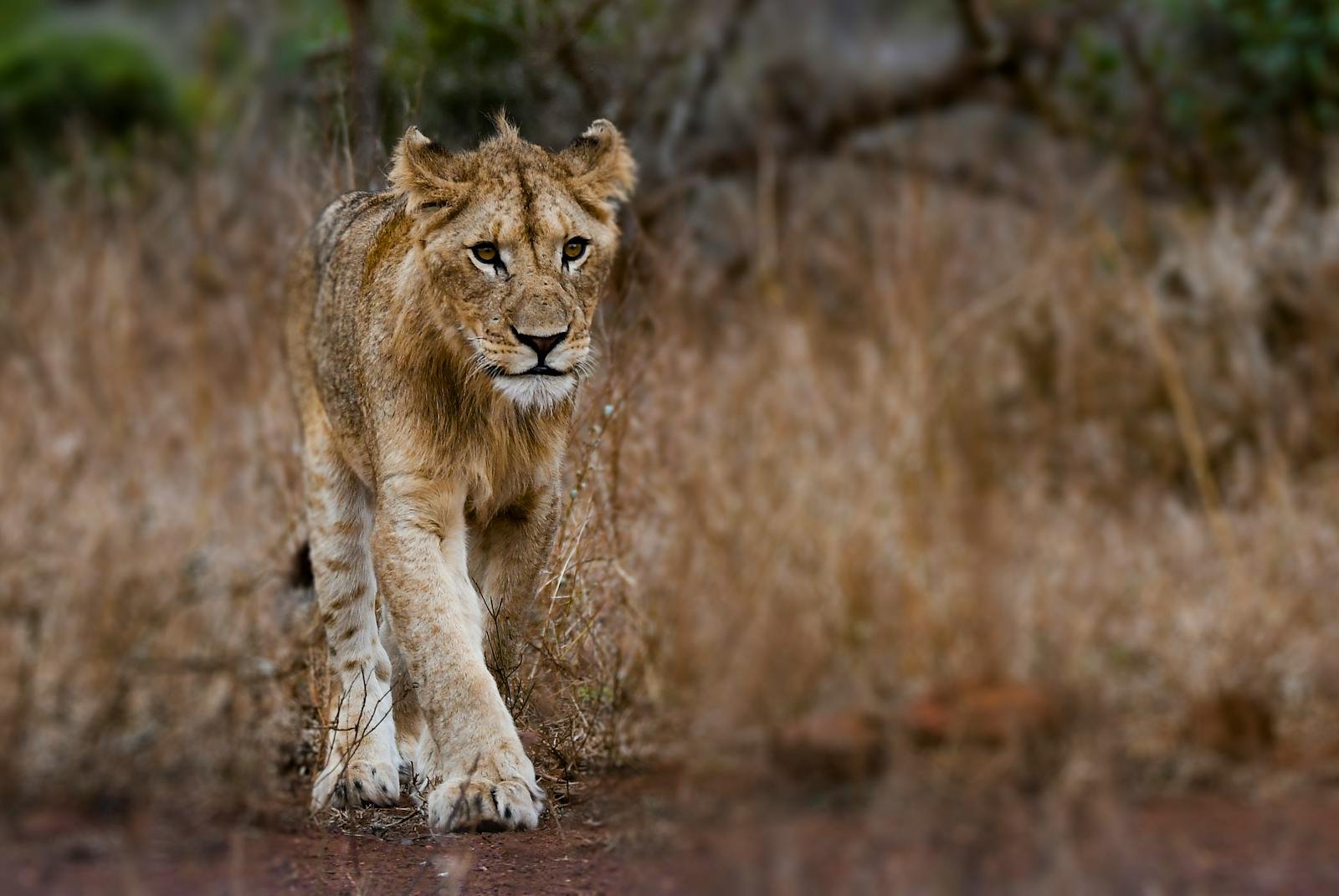Captivating portrait of a young lioness roaming the African wilderness.