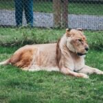 brown lioness lying on green grass field during daytime