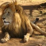 Close-up photo of a lion in Bo-Karoo, South Africa, showcasing its regal mane and fierce gaze.
