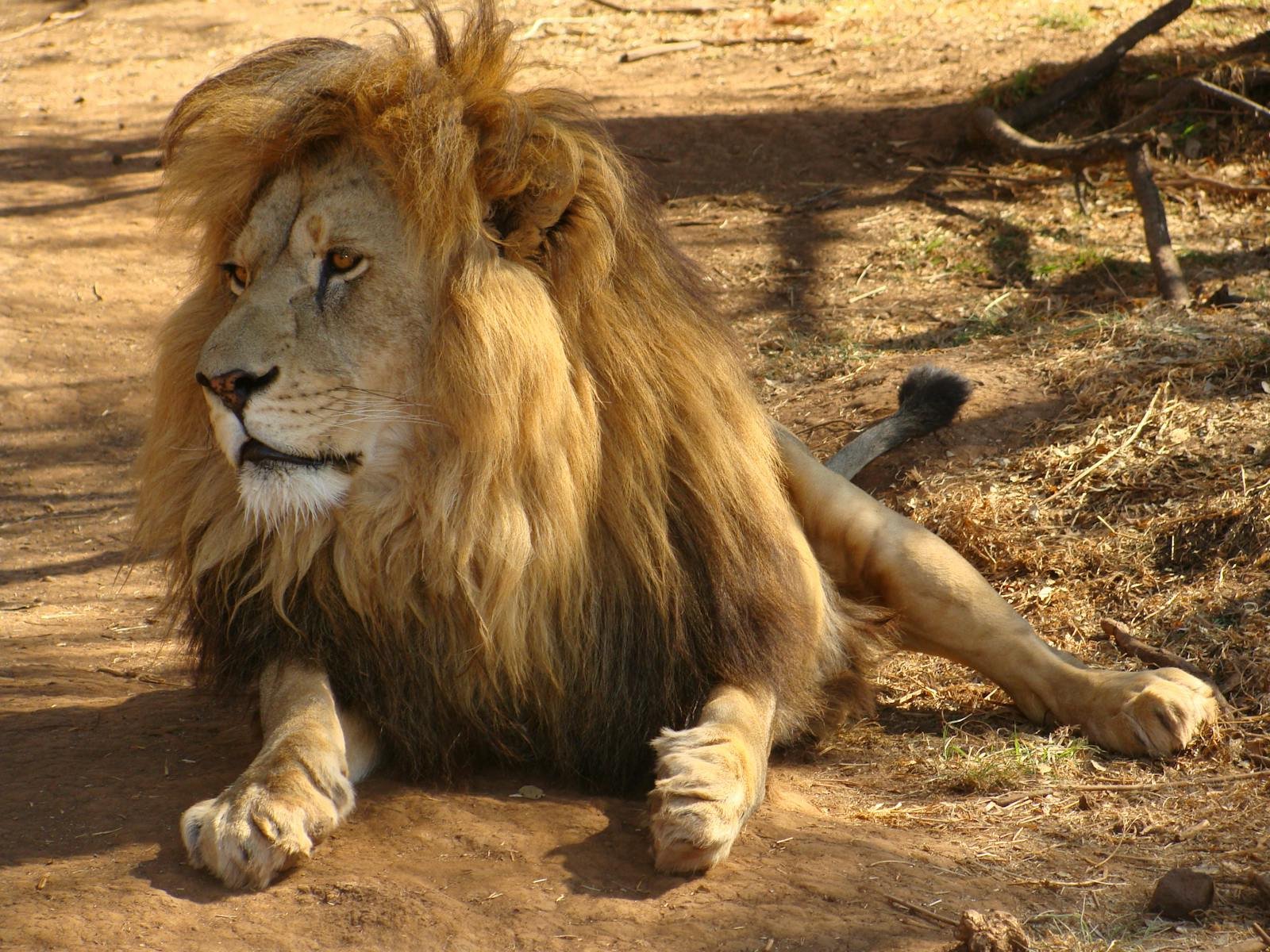 Close-up photo of a lion in Bo-Karoo, South Africa, showcasing its regal mane and fierce gaze.