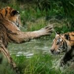 tigers fighting on swamp