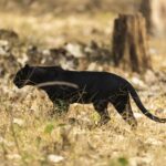 Black panther gracefully wandering the dry grasslands of Hunsur, India.