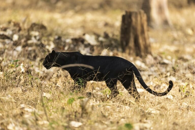 Black panther gracefully wandering the dry grasslands of Hunsur, India.