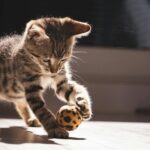 Adorable tabby kitten playing with a ball indoors in bright sunlight, showcasing its playful nature.