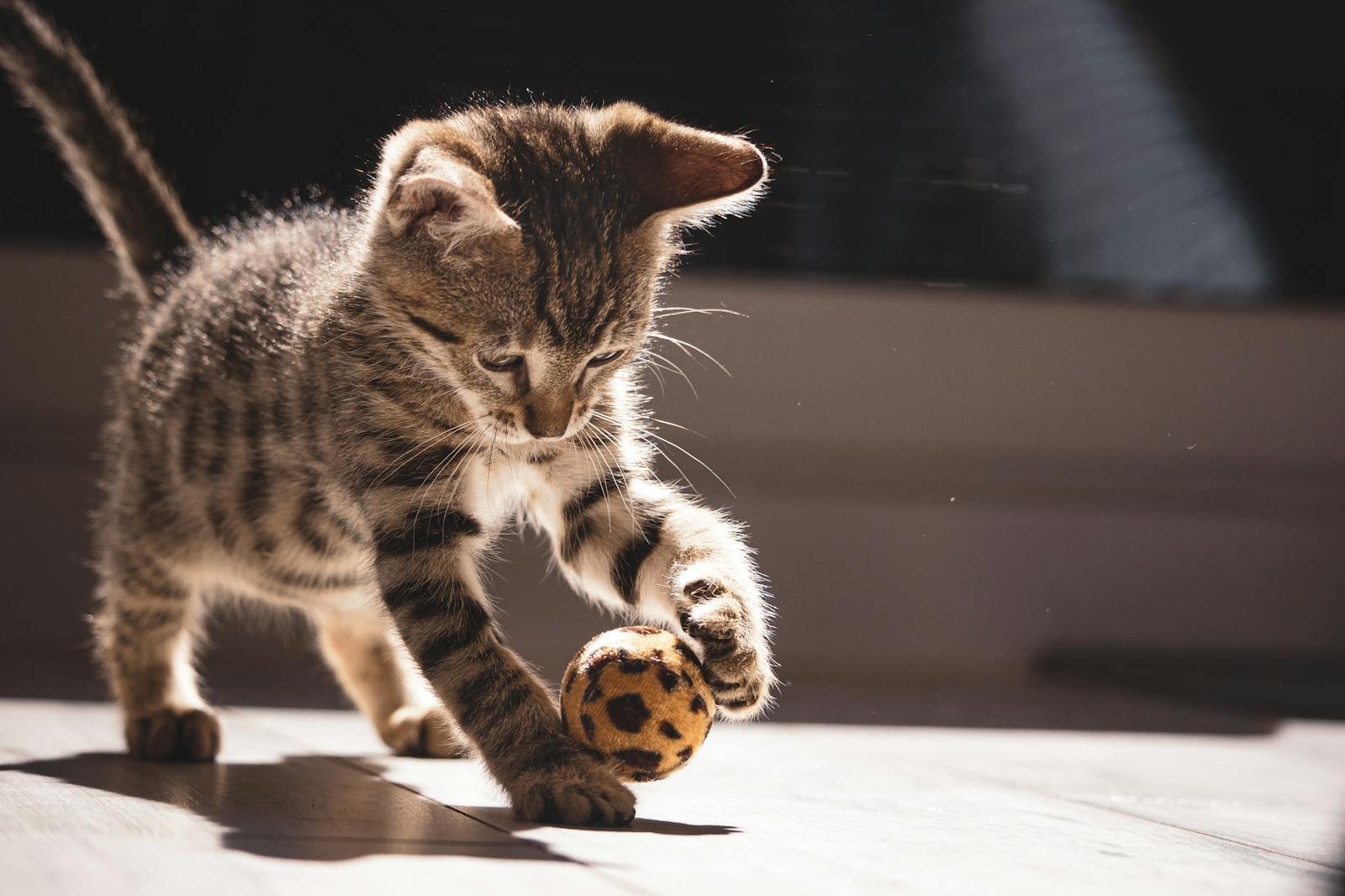 Adorable tabby kitten playing with a ball indoors in bright sunlight, showcasing its playful nature.