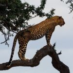 leopard standing on a tree branch