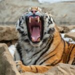 a tiger yawns while laying on some rocks