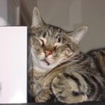 New Discovery: 408 Cats Reveal Why the Left Side Is Their Sleep Side of Choice!