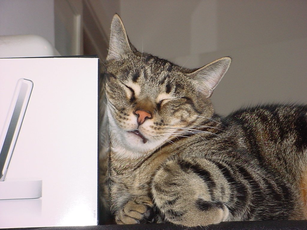New Discovery: 408 Cats Reveal Why the Left Side Is Their Sleep Side of Choice!