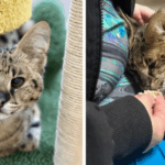 Himalayan Cat Rescued from Car